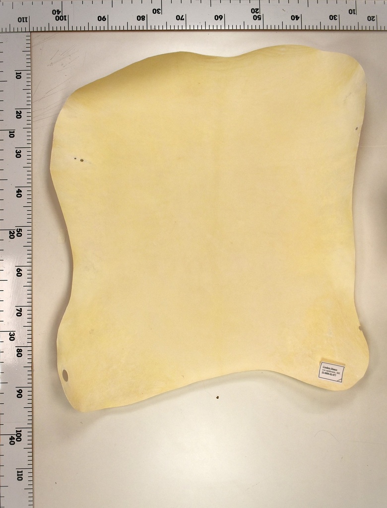 Cordero Blanco 22-0000-02-077