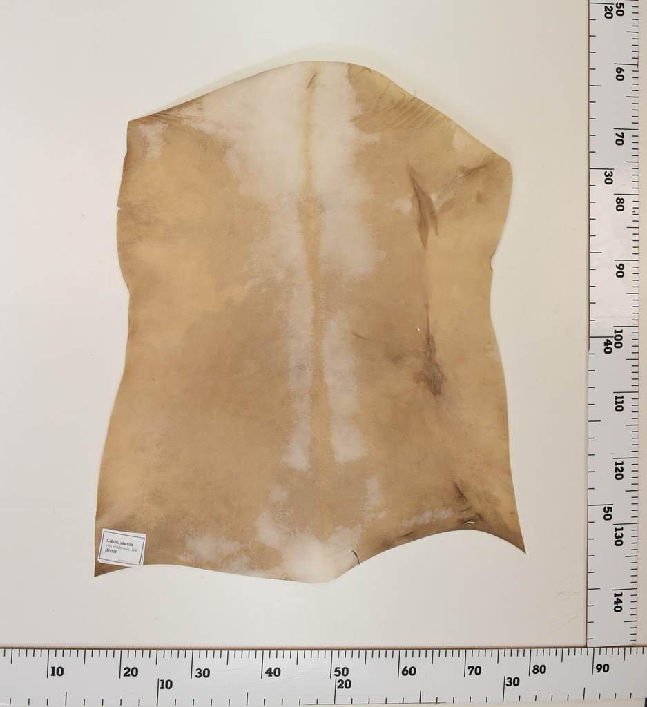 Cabrito Marrón ID005