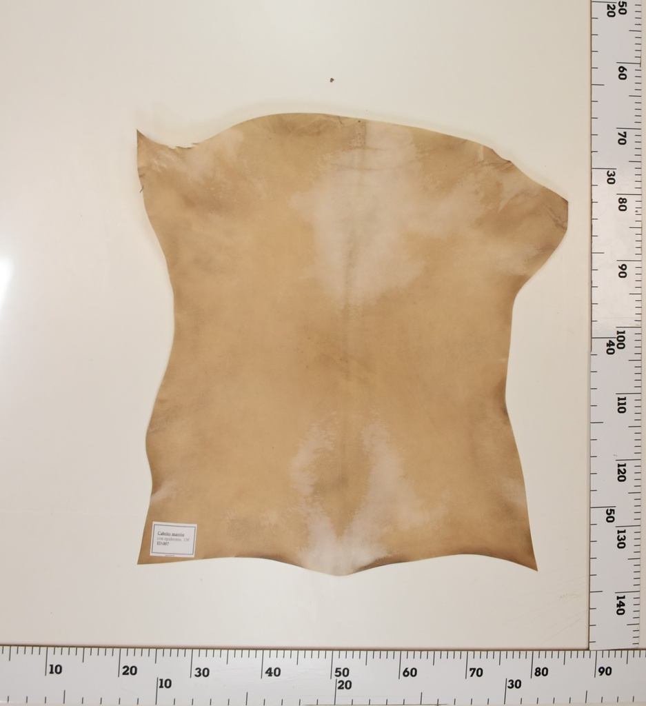 Cabrito Marrón ID007