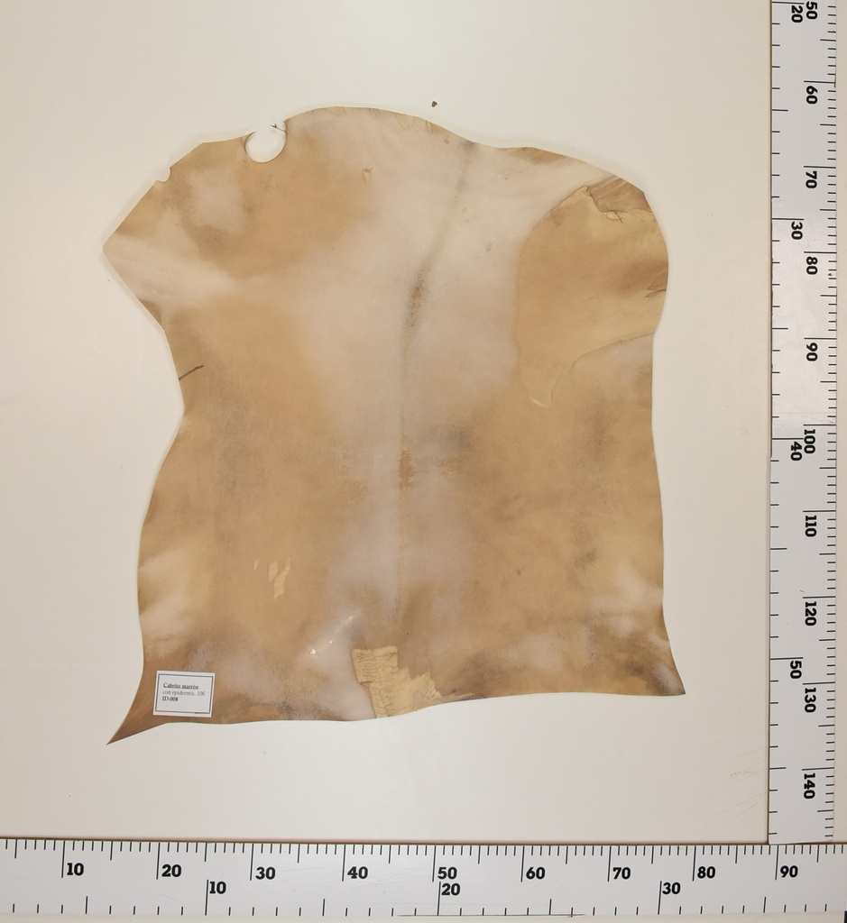 Cabrito Marrón ID008