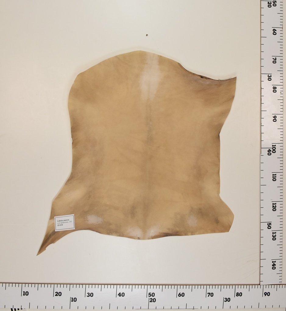 Cabrito Marrón ID010