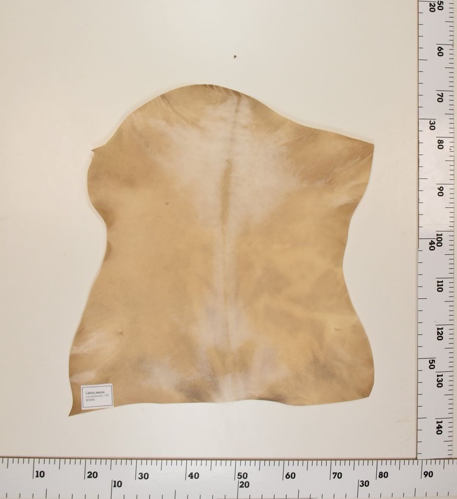 Cabrito Marrón ID014