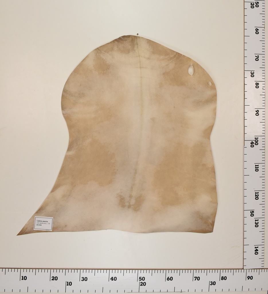 Cabrito Marrón ID018