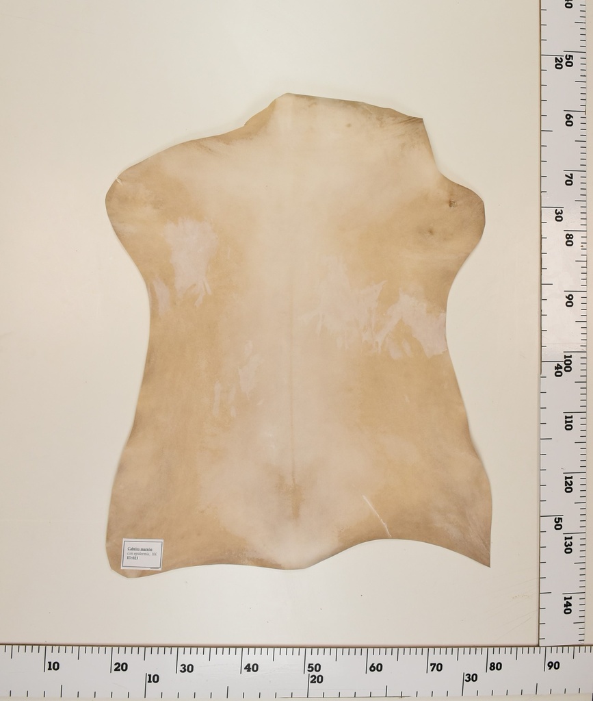 Cabrito Marrón ID023