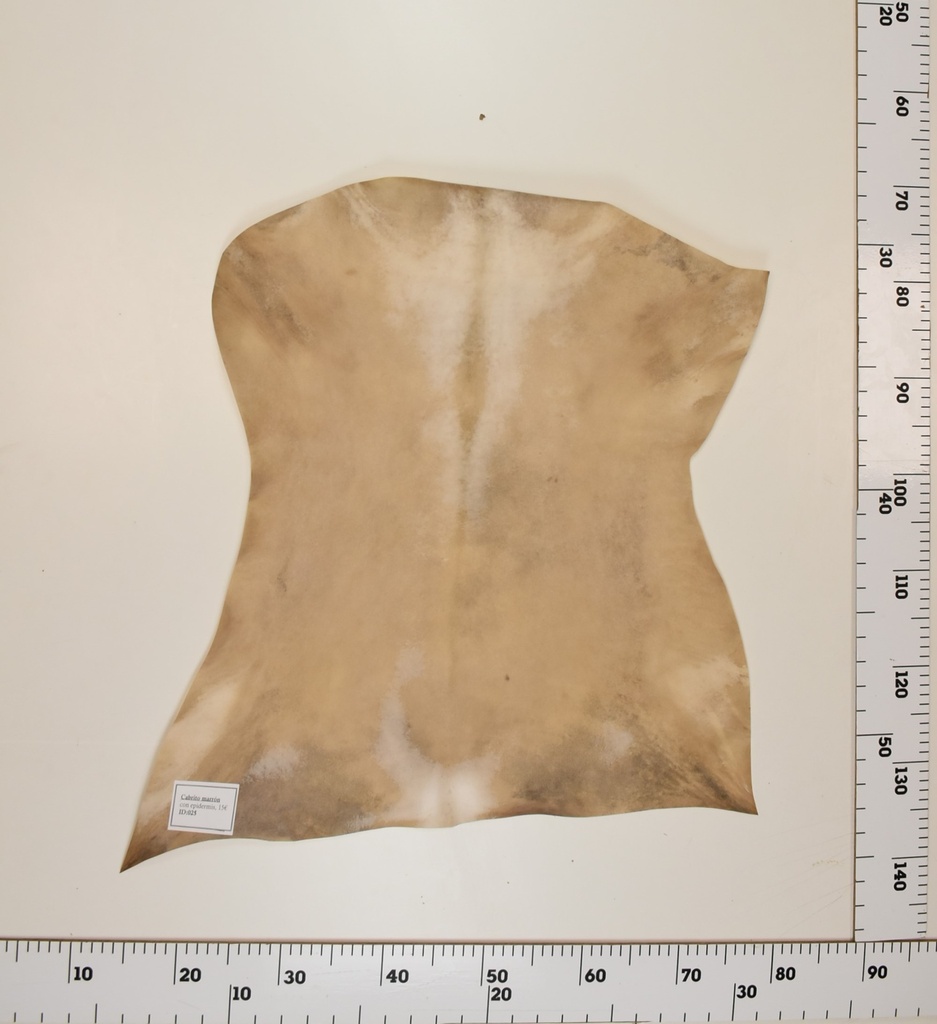 Cabrito Marrón ID025