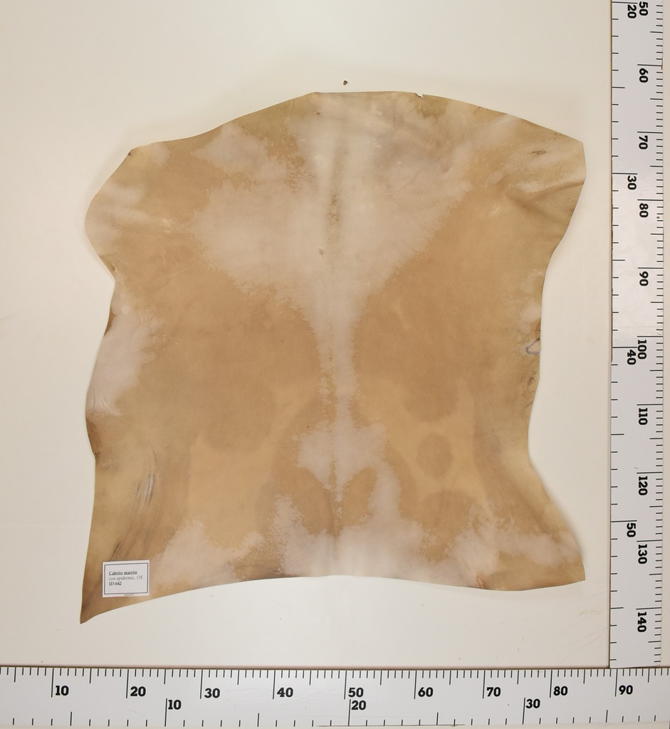 Cabrito Marrón ID042
