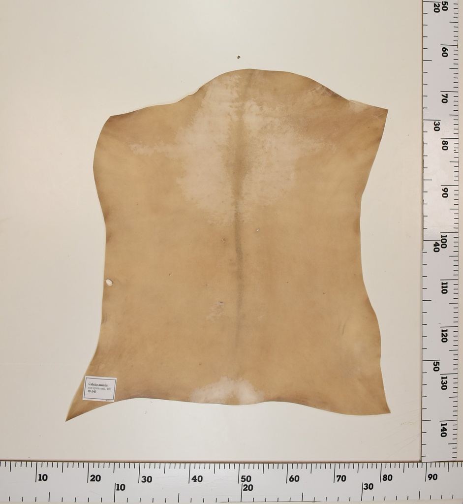 Cabrito Marrón ID043