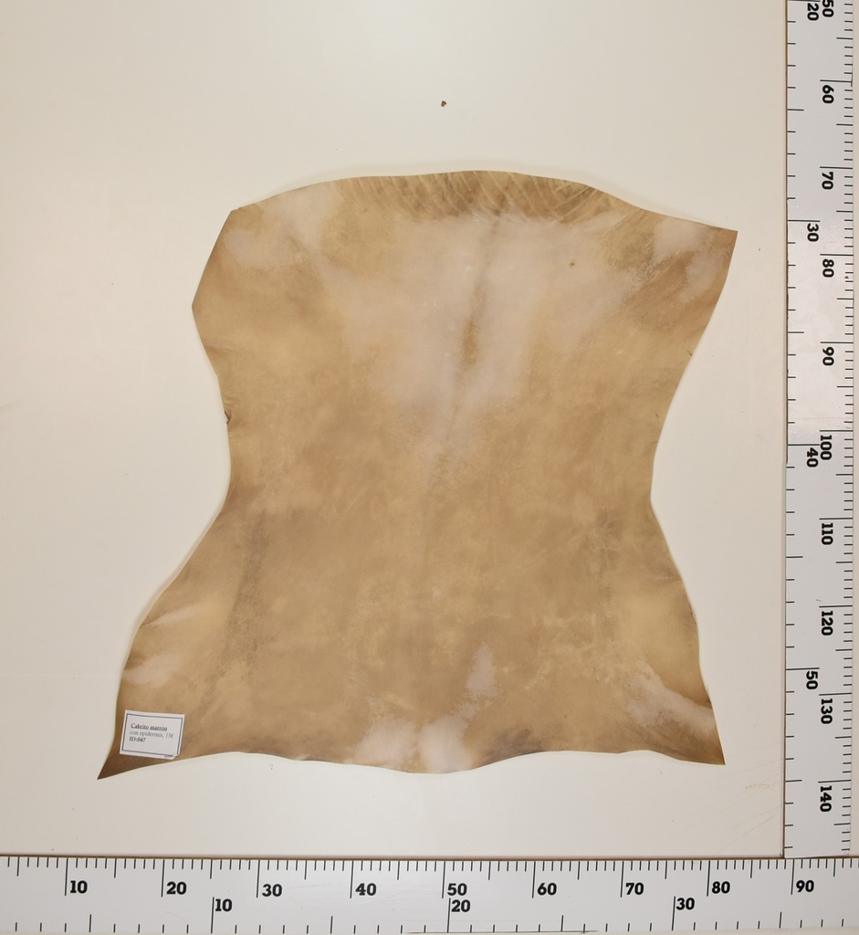 Cabrito Marrón ID047