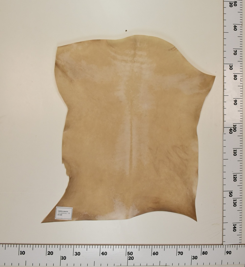 Cabrito Marrón ID049