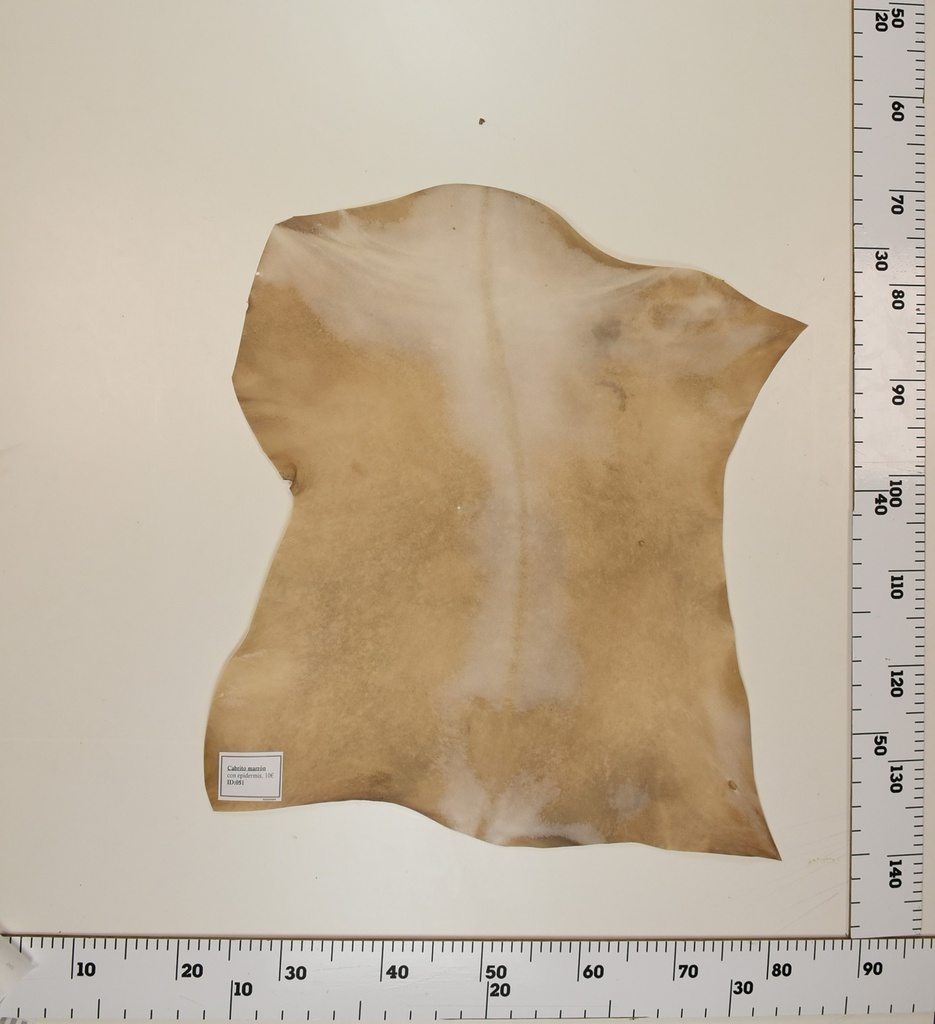 Cabrito Marrón ID051