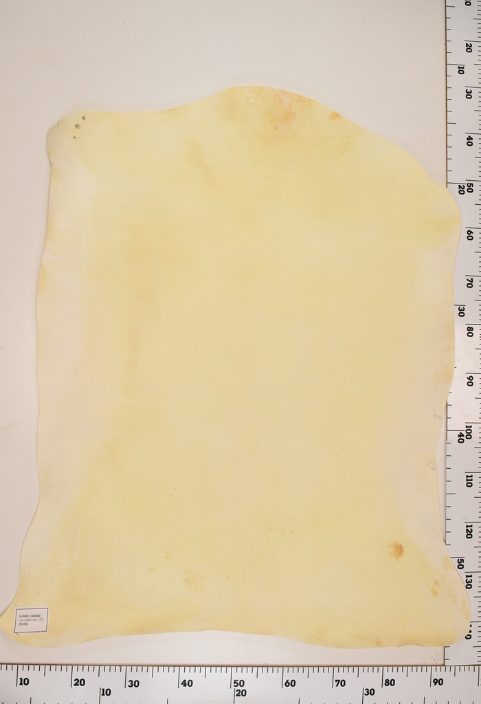 Cordero Natural ID058