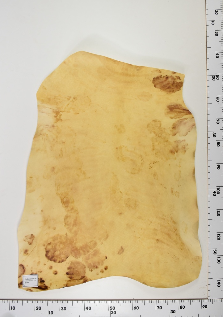 Cordero Envejecido ID005