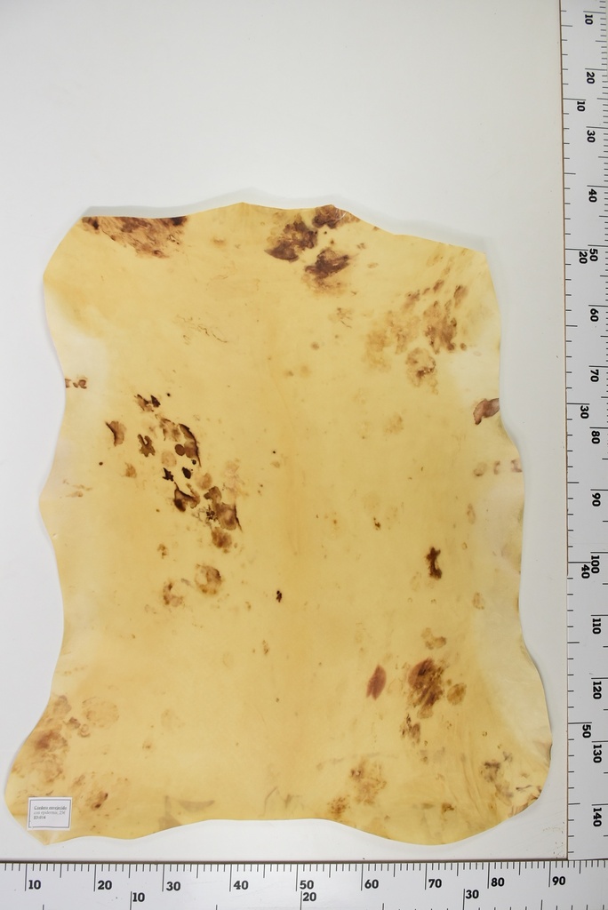 Cordero Envejecido ID015