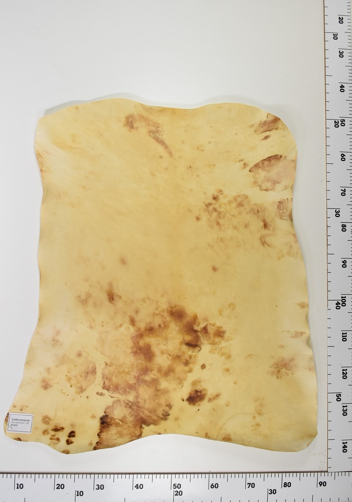 Cordero Envejecido ID016