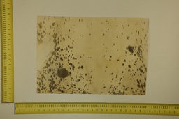 [22-5337-26-010] Formato moteado 53 X 37 2ª ID.010