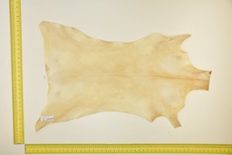 [24-0001-03-017] Piel de cabrito natural ID.017