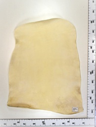 [23-0001-008] Cordero blanco impresión digital ID:008