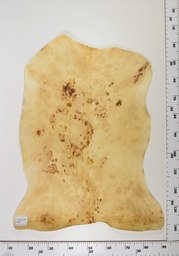 [22-0001-14-009] Cordero Envejecido ID009