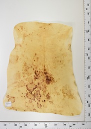 [22-0001-14-020] Cordero Envejecido ID020