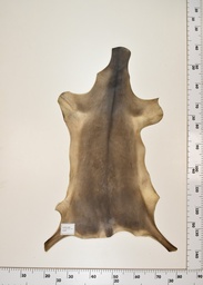 [22-0001-17-002] Cordero Negro ID002