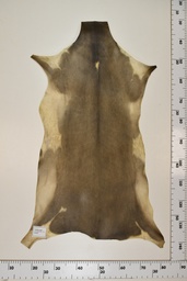 [22-0001-17-025] Cordero Negro ID025