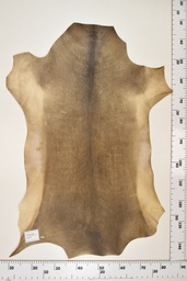 [22-0001-17-030] Cordero Negro ID030