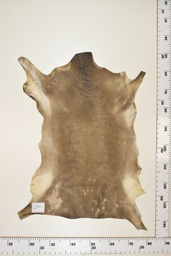 [22-0001-17-033] Cordero Negro ID033