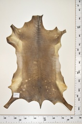 [22-0001-17-051] Cordero Negro ID051