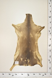 [22-0001-17-059] Cordero Negro ID059