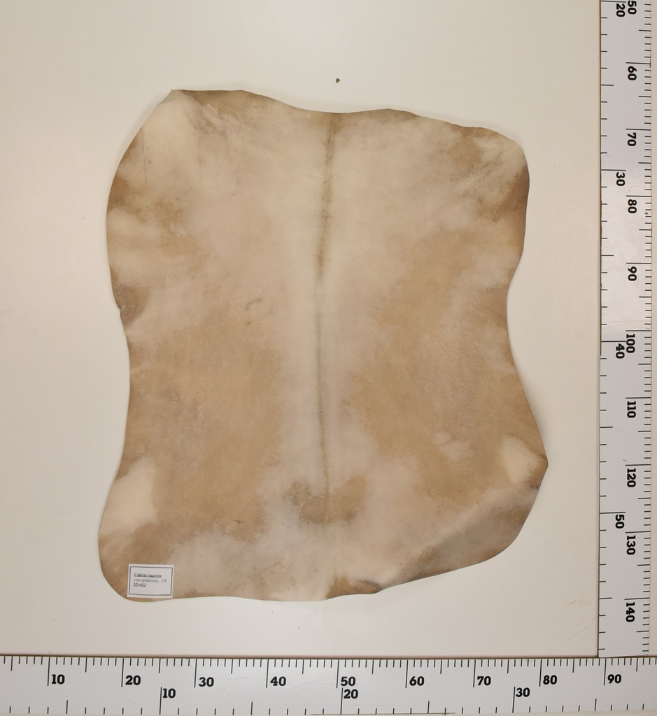 Cabrito Marrón ID022