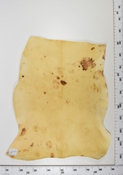 [22-0001-14-008] Cordero Envejecido ID008