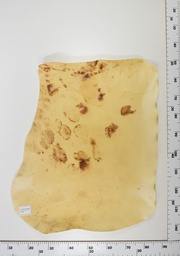 [22-0001-14-010] Cordero Envejecido ID010