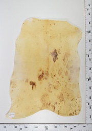 [22-0001-14-012] Cordero Envejecido ID012