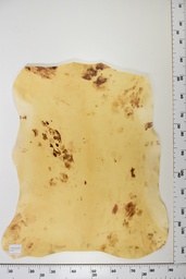 [22-0001-14-015] Cordero Envejecido ID015