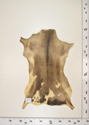 [22-0001-17-004] Cordero Negro ID004