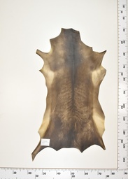 [22-0001-17-019] Cordero Negro ID019