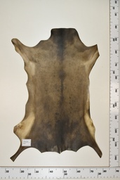 [22-0001-17-023] Cordero Negro ID023