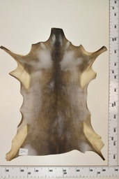 [22-0001-17-032] Cordero Negro ID032