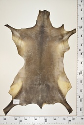 [22-0001-17-042] Cordero Negro ID042