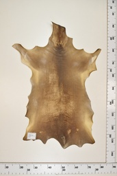 [22-0001-17-047] Cordero Negro ID047