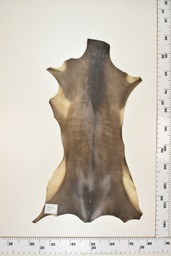 [22-0001-17-048] Cordero Negro ID048