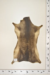 [22-0001-17-055] Cordero Negro ID055